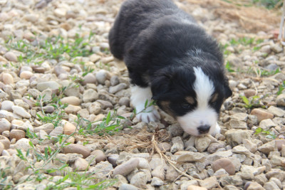 Les chiots de Berger Américain Miniature 