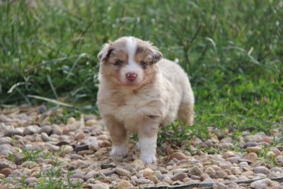 Les chiots de Berger Américain Miniature 