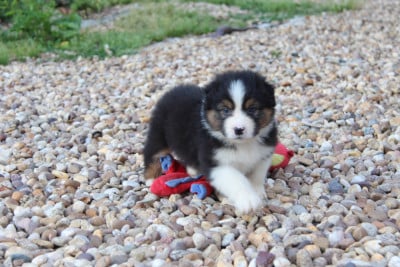 Les chiots de Berger Australien