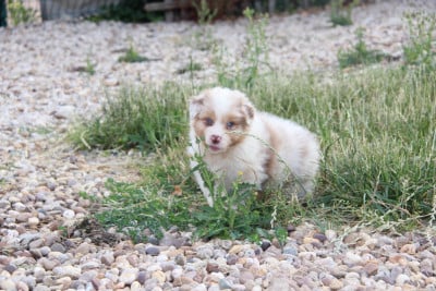 Les chiots de Berger Australien