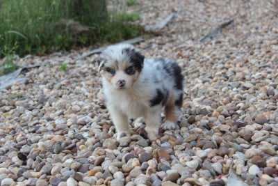 Les chiots de Berger Australien
