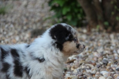 Les chiots de Berger Australien