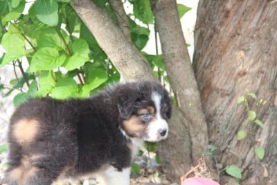 Les chiots de Berger Australien