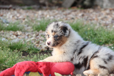Les chiots de Berger Australien