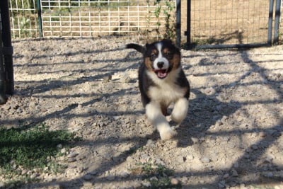 Les chiots de Berger Australien