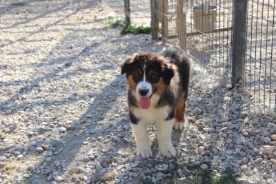Les chiots de Berger Australien