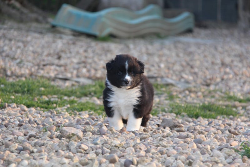 Berger Américain Miniature  - Na Caorrun