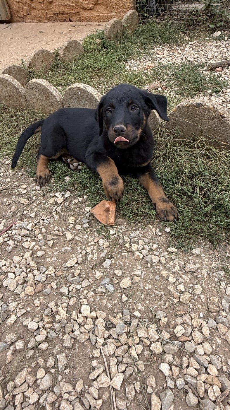 Chiot N°3 - Berger de Beauce