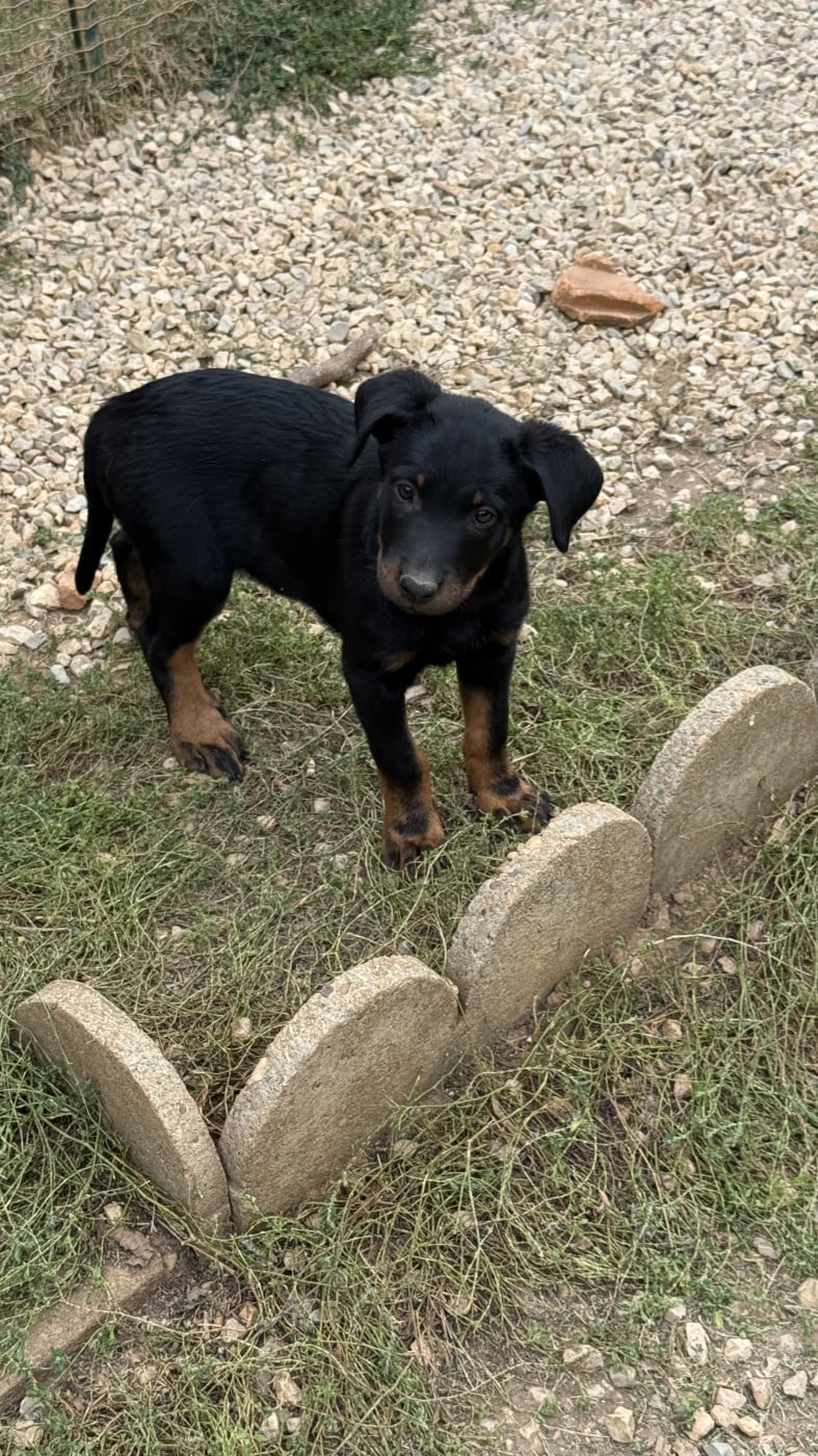Chiot N°5 - Berger de Beauce