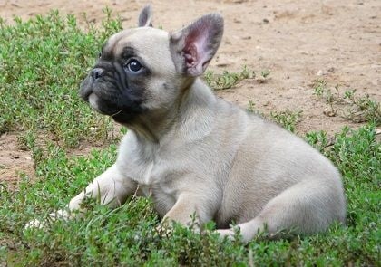 Chiot Elevage Du Perigord Noir Et Feu Eleveur De Chiens Bouledogue Francais