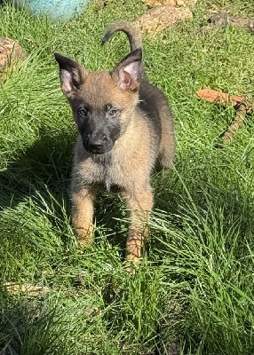 Les chiots de Berger Belge