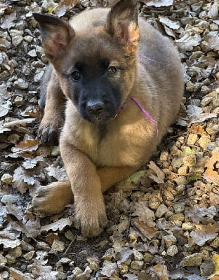 Les chiots de Berger Belge