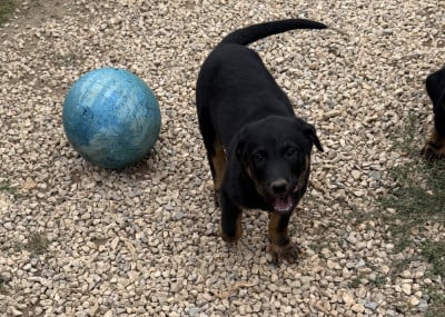 Les chiots de Berger de Beauce