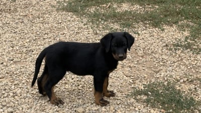 Les chiots de Berger de Beauce