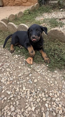 Les chiots de Berger de Beauce