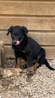 Les chiots de Berger de Beauce