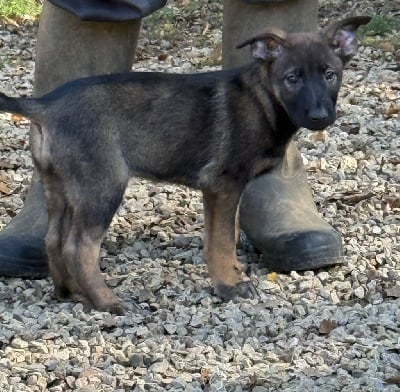 Les chiots de Berger Belge