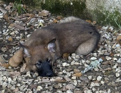 Les chiots de Berger Belge