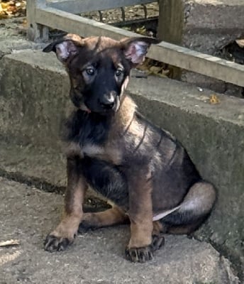 Les chiots de Berger Belge
