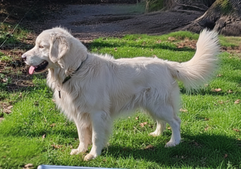 Publication : du clos des voinauds Auteur : Mélanie Fourrier