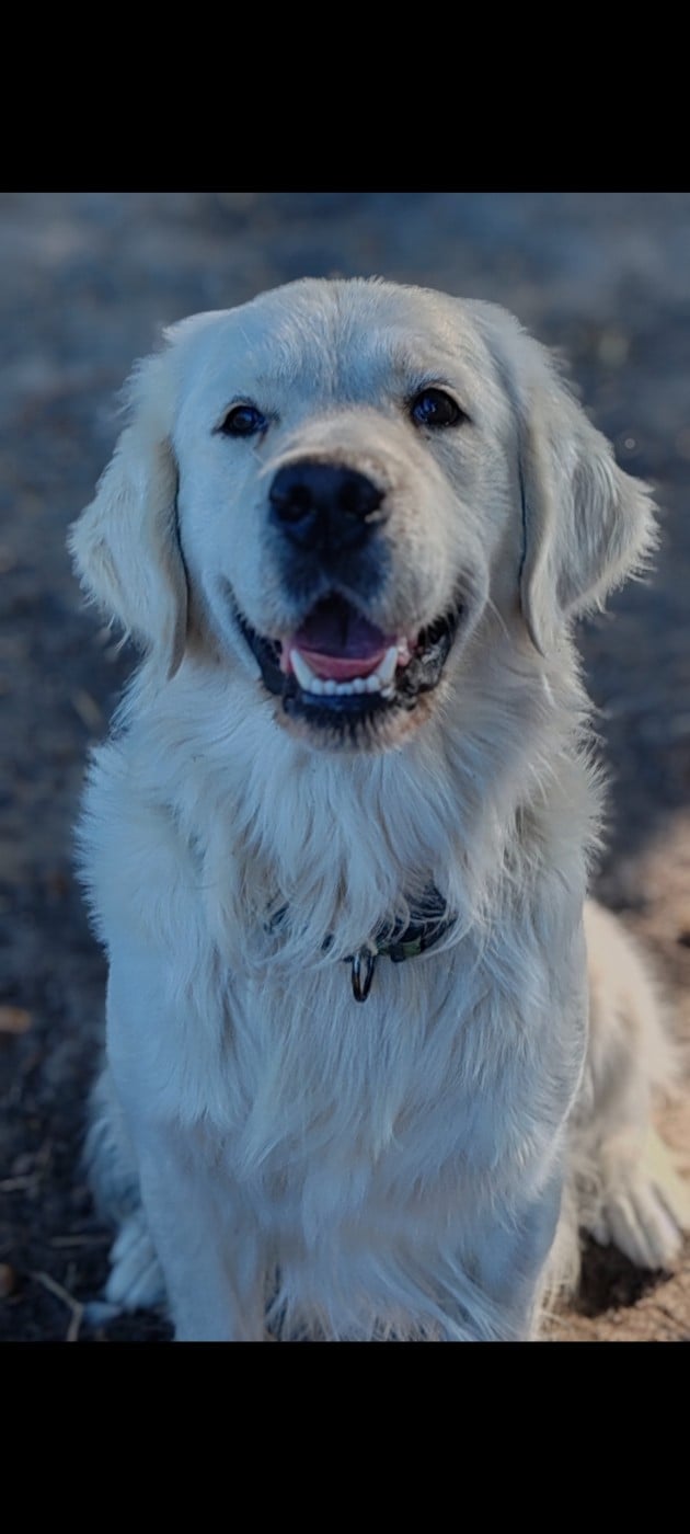 Endorphin albus fang