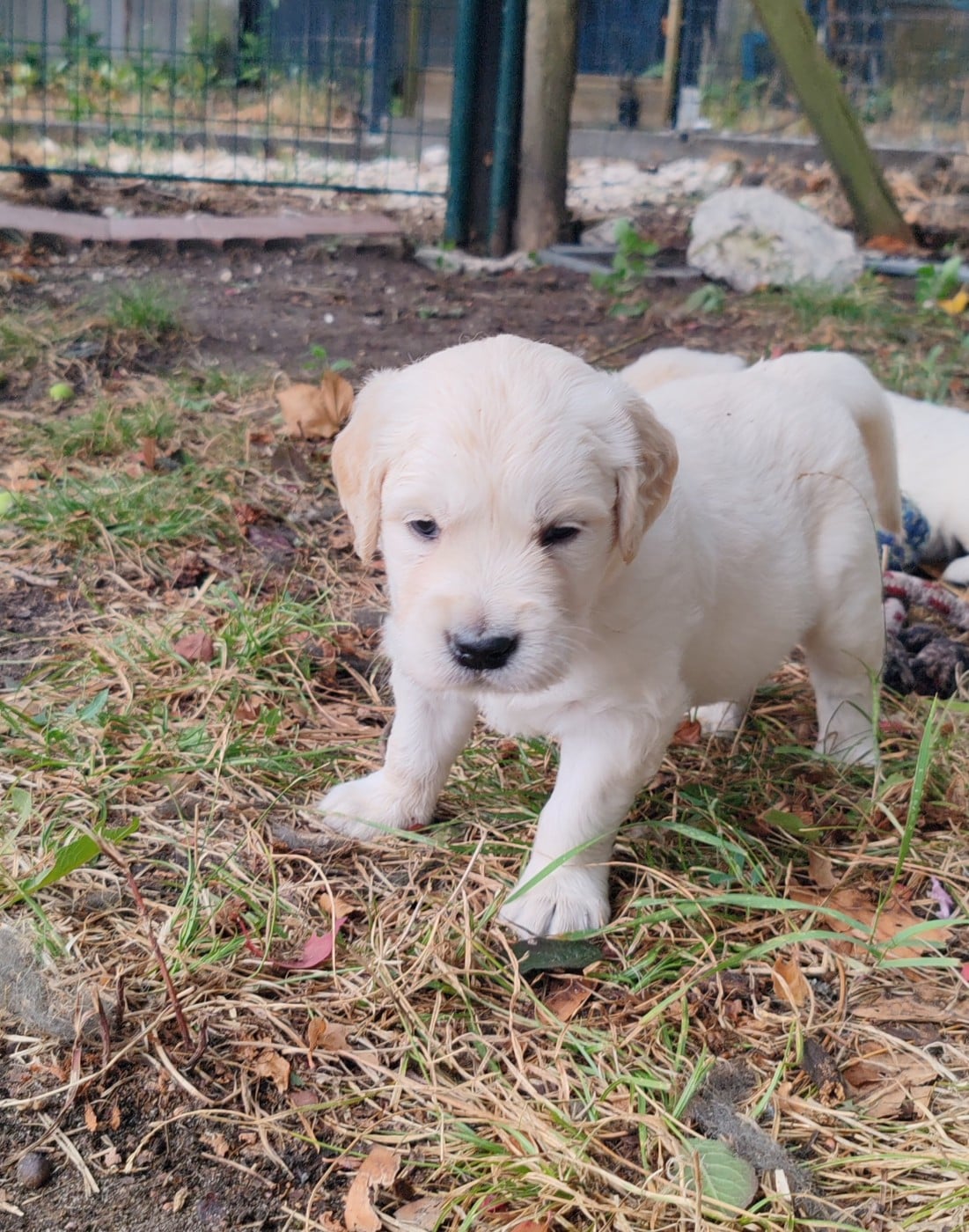 CHIOT 1