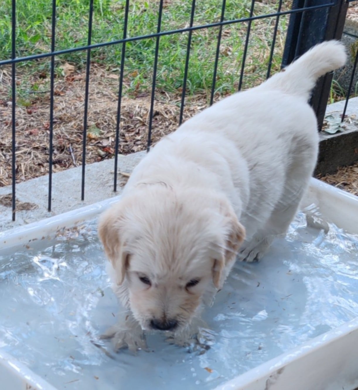 CHIOT 1