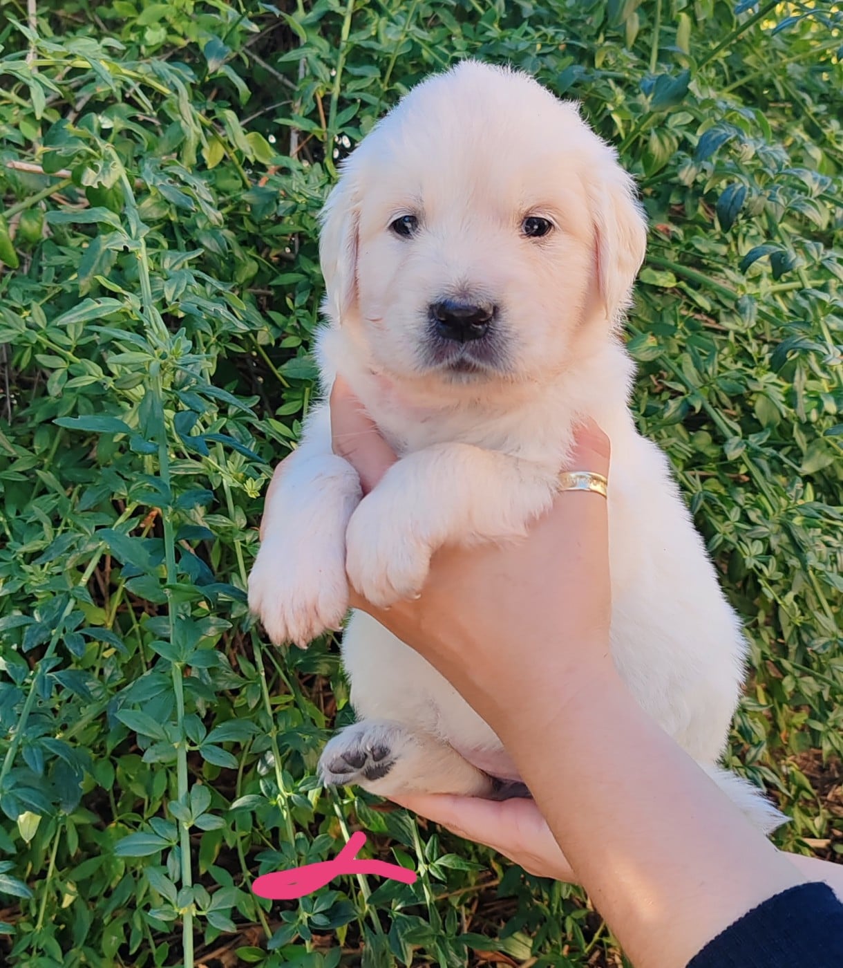 Chiot B.... Collier rose