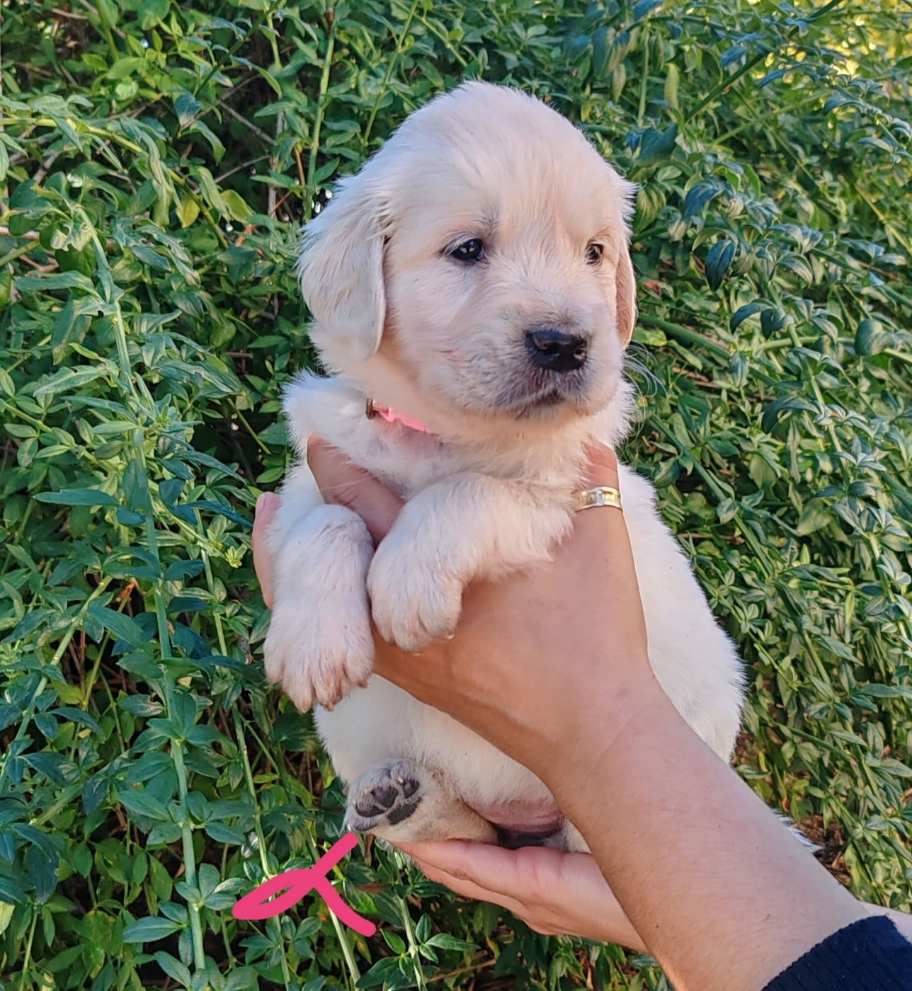 Chiot B.... Collier rose