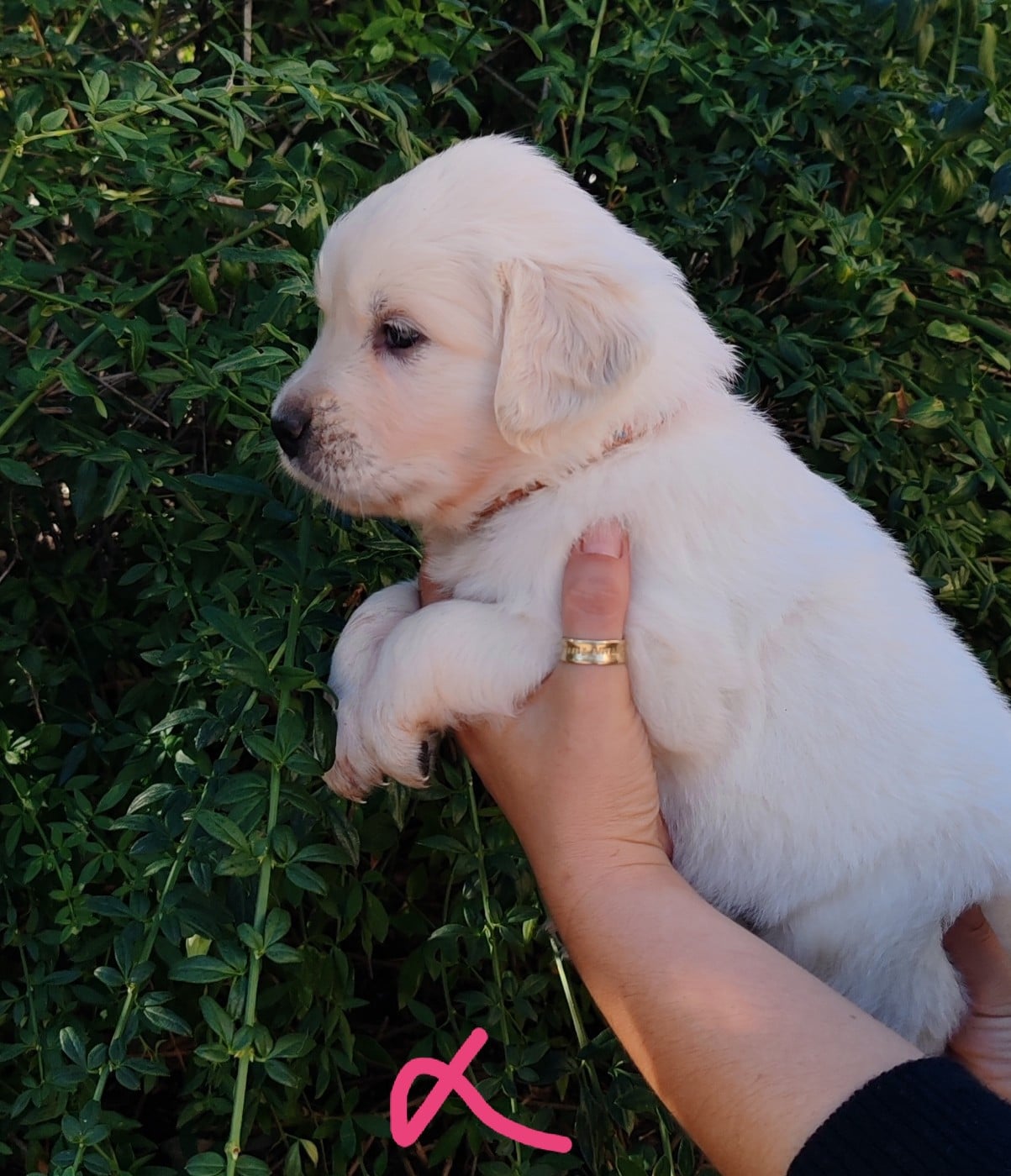 Chiot B.... Collier rose