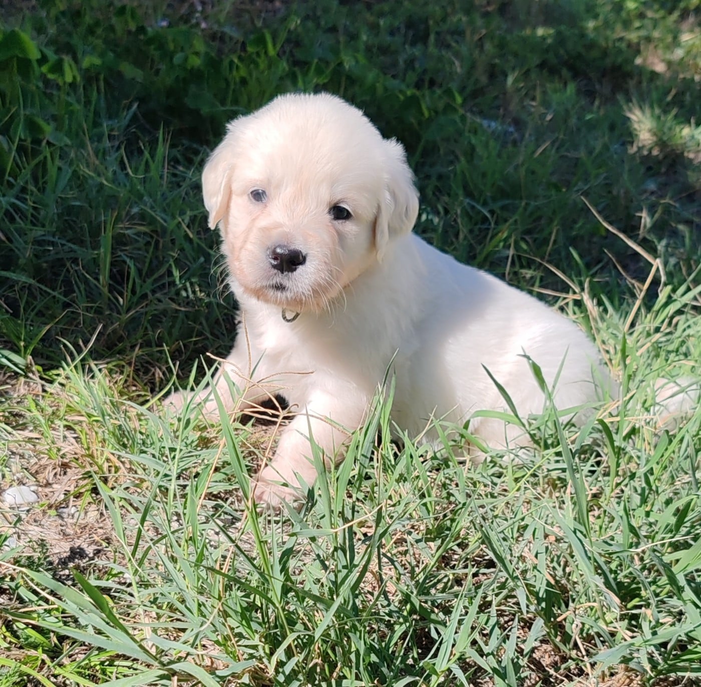 Chiot B... Collier vert