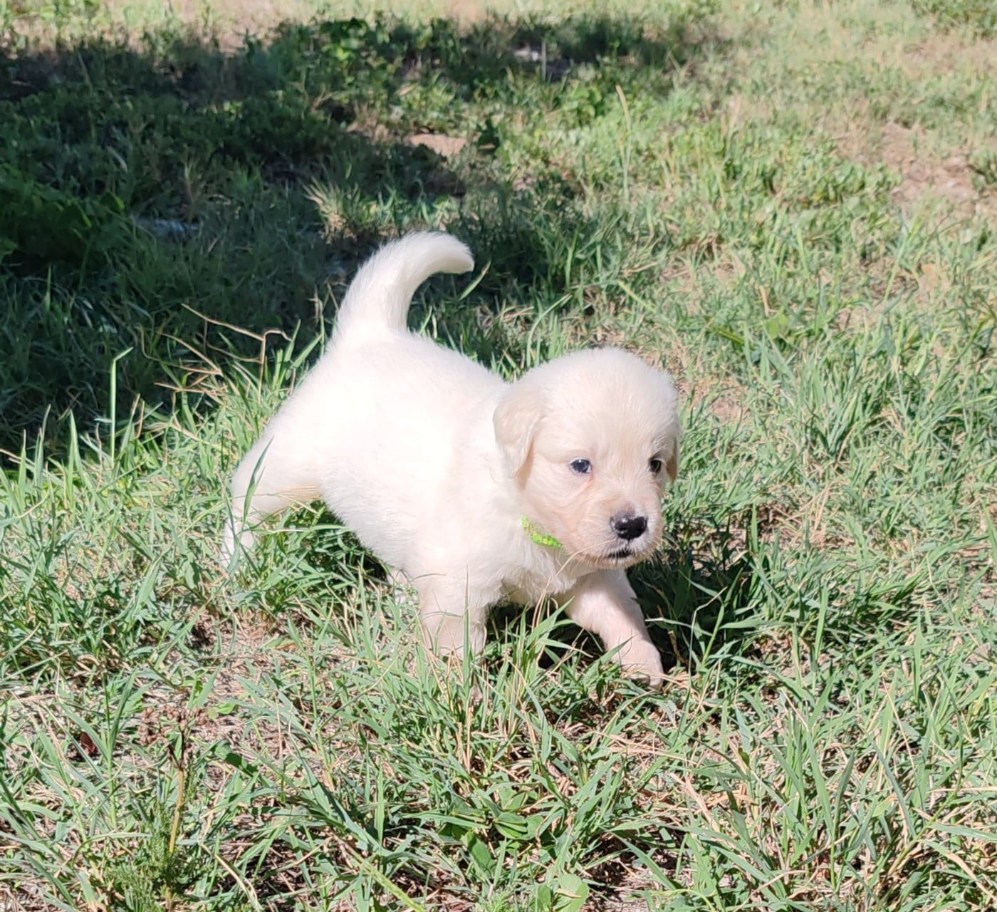 Chiot B... Collier vert