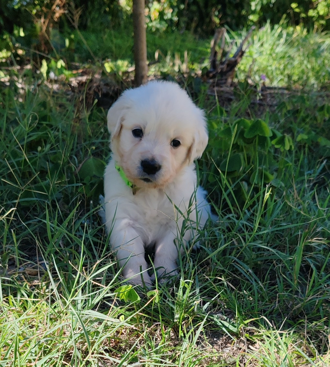 Chiot B... Collier vert