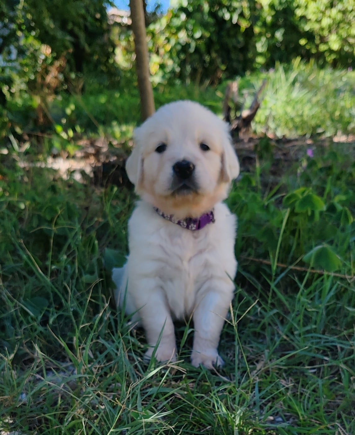 Chiot B collier violet foncé