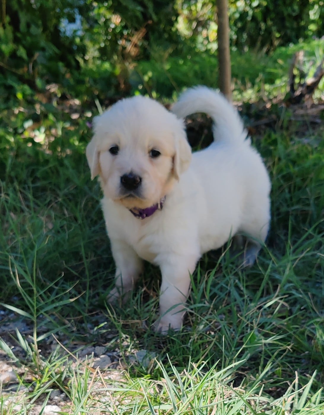 Chiot B collier violet foncé