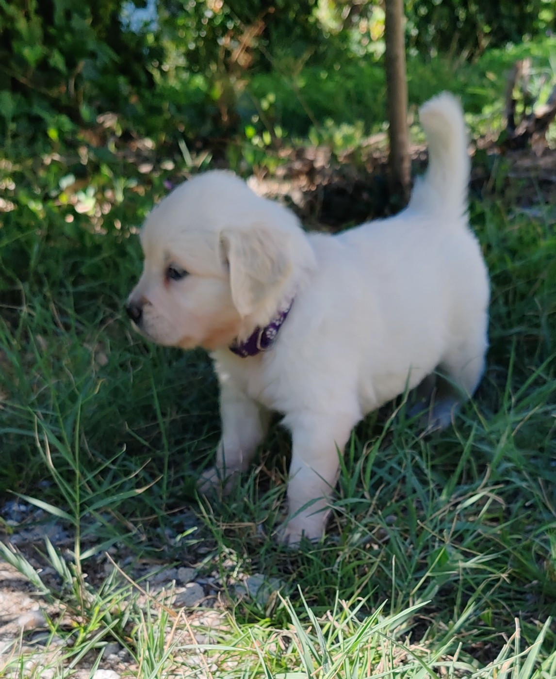 Chiot B collier violet foncé