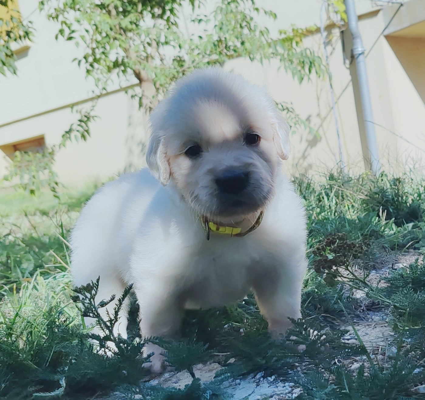 Chiot B ... Collier jaune