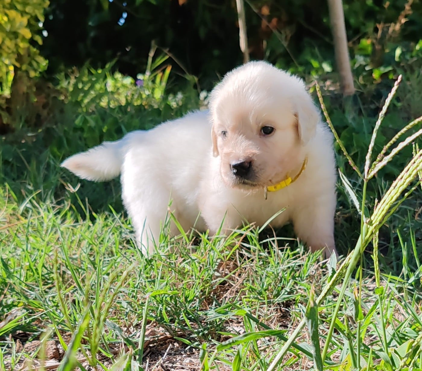 Chiot B ... Collier jaune