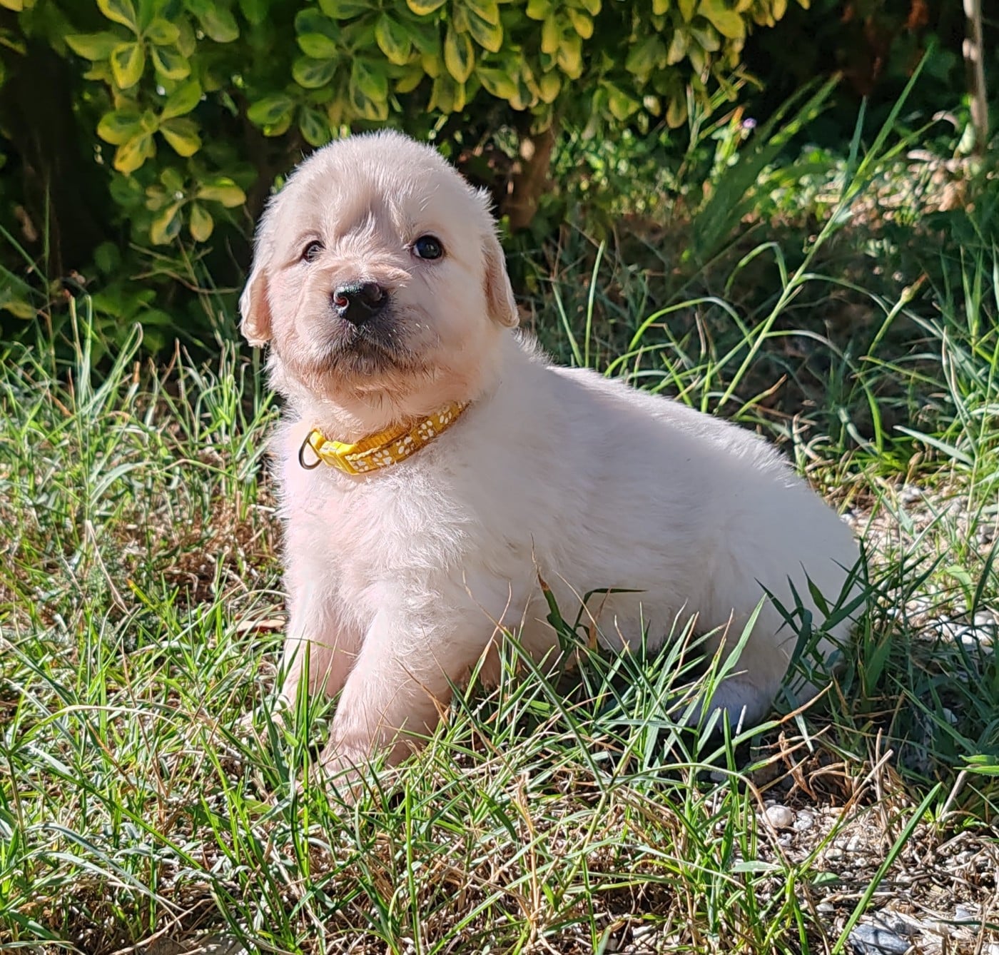 Chiot B ... Collier jaune