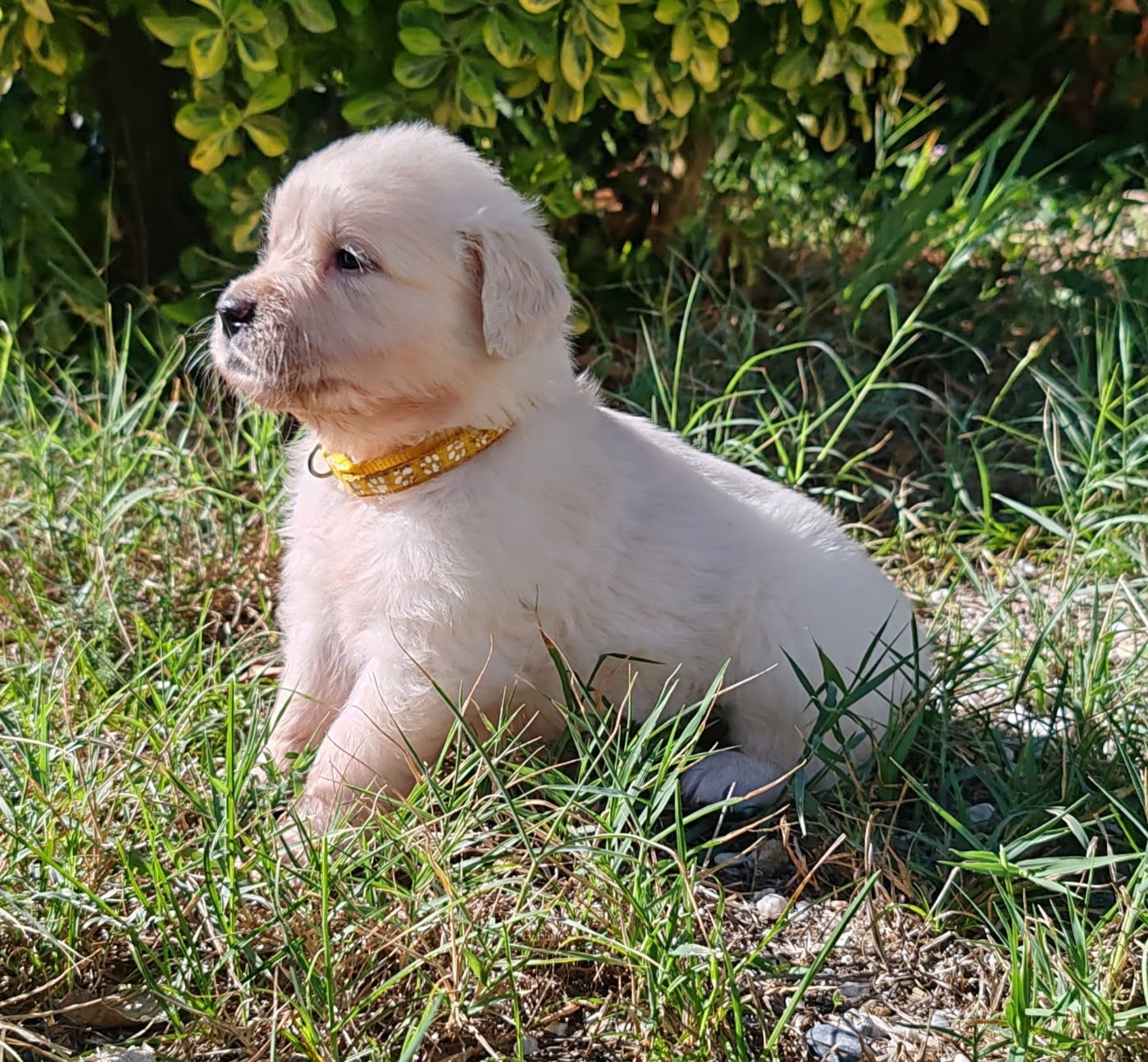 Chiot B ... Collier jaune