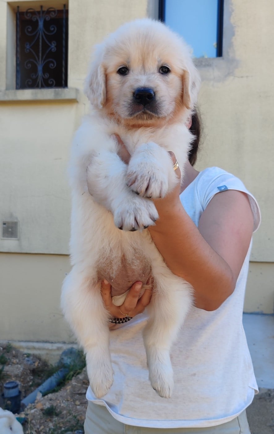 Chiot B.... Collier jaune