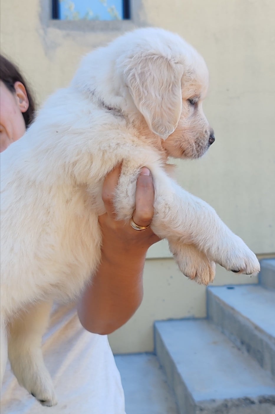Chiot B.... Collier jaune