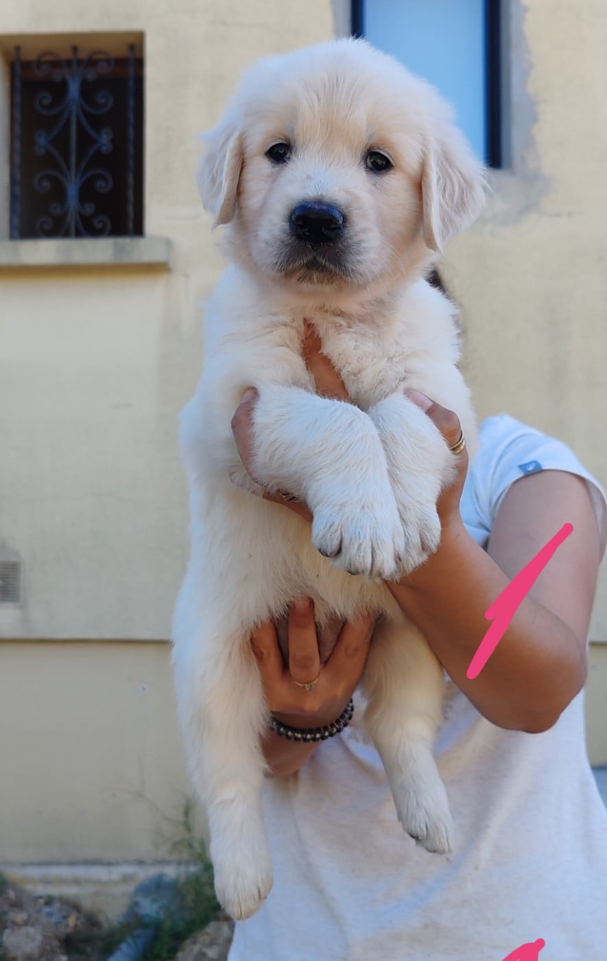 Chiot B ... Collier rose