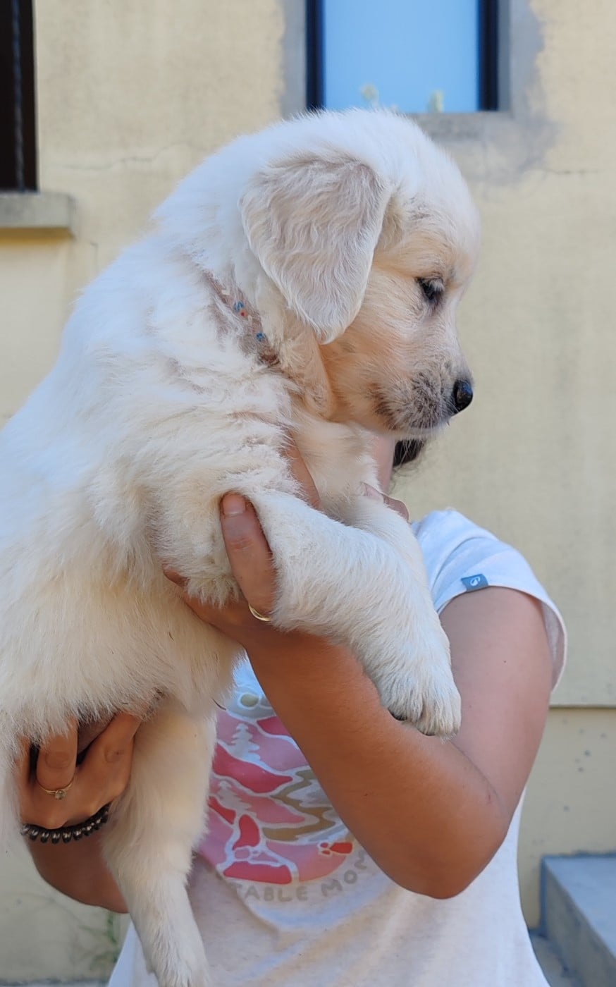 Chiot B ... Collier rose