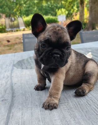 Les chiots de Bouledogue français
