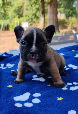 Les chiots de Bouledogue français