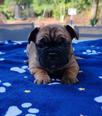 Les chiots de Bouledogue français