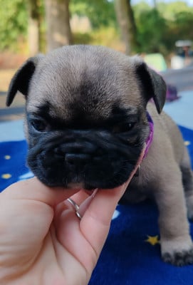 Les chiots de Bouledogue français