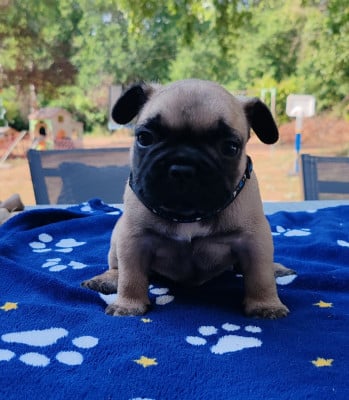 CHIOT 5 - Bouledogue français
