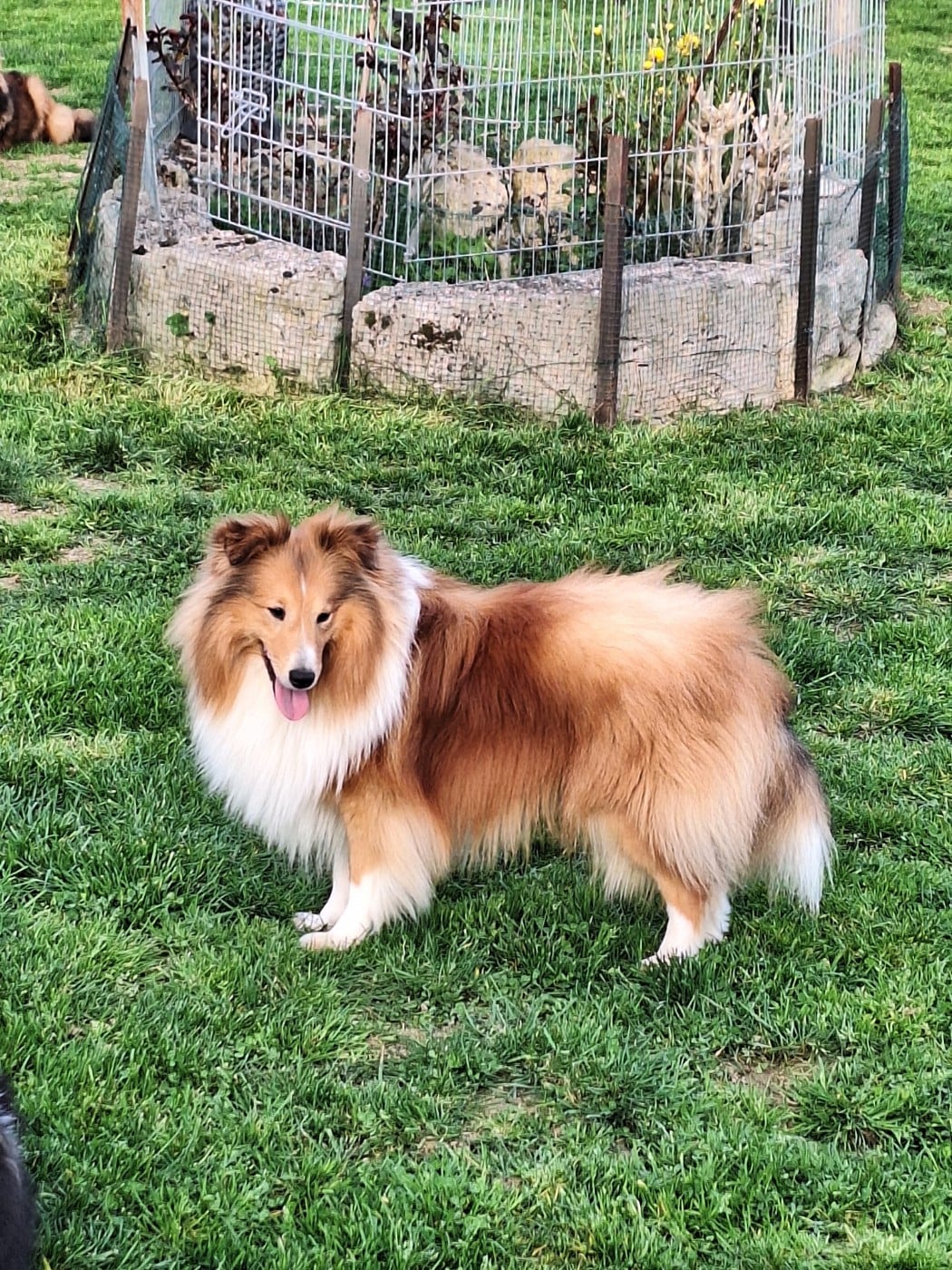 Vanora Jone's VOLTAIRE